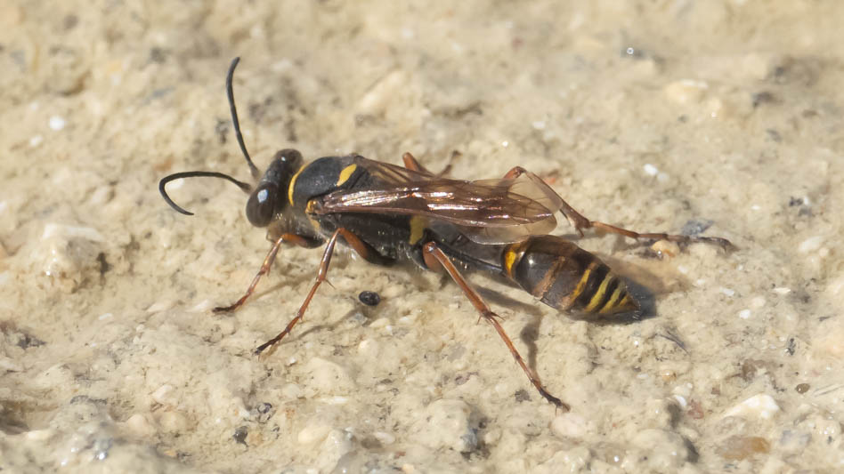 Sceliphron curvatum (Asian Mud-dauber Wasp).jpg